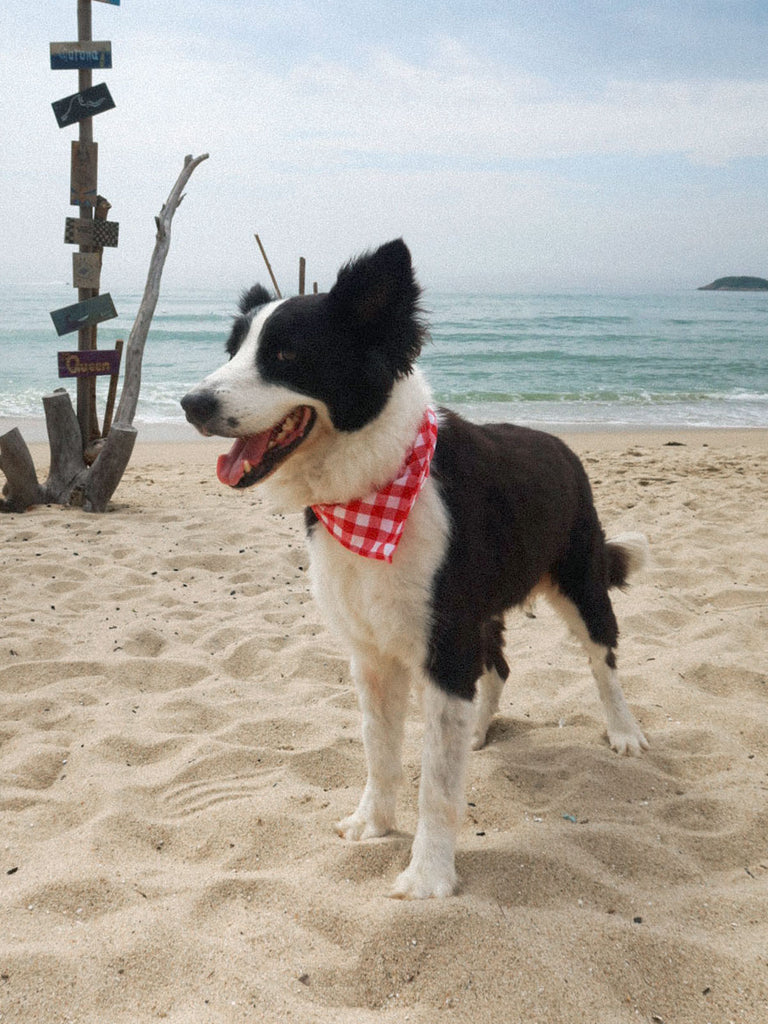 Pet Plaid Triangle Scarf Red Sustainable Beach Accessories - BERLOOK
